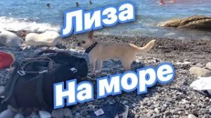 Чихуахуа. Лиза на море.