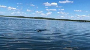 Рыбалка на озере Тростенское Рузский район Московская область