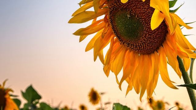 Библейские чтения Великого поста и Святые дня. Седмица 6-я Великого поста (седмица ваий). (23.04.21 смотреть онлайн