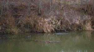 Ловля щуки на малых реках с Андрем Питерцовым   Fishing Today mp4