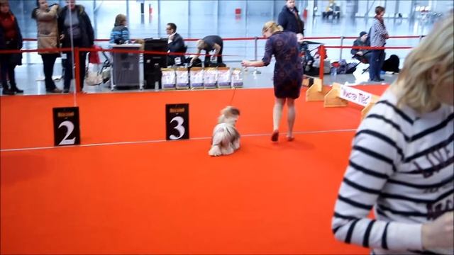 Мистер Пес 5 феврваля 17г эксперт В Юнгблут смотреть онлайн