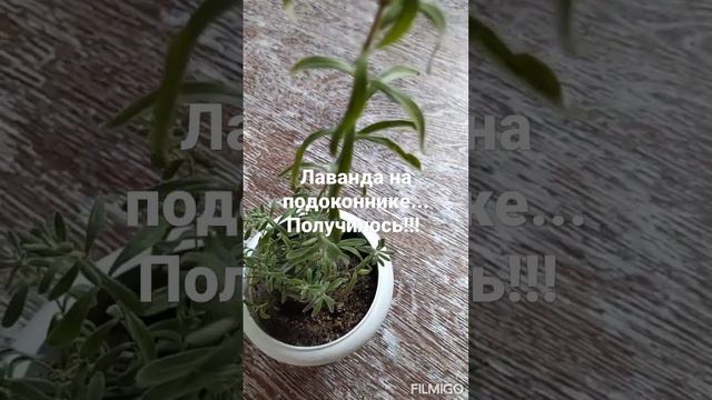 нежные ароматные кустики из маленького зёрнышка #лаванда