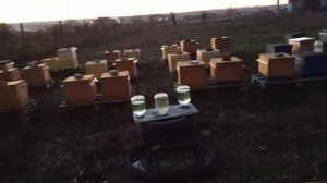 6 рамочники APIX, зачем нужно ставить кормушки