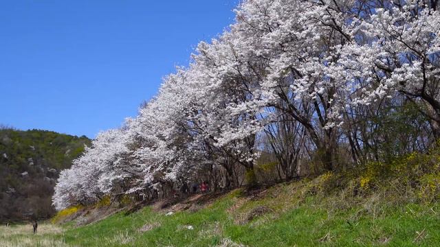 Музыка лечит сердце и сосуды 🌿 успокаивает нервную систему и радует душу. смотреть онлайн