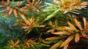 Аммания сенегальская. Аквариумное растение.