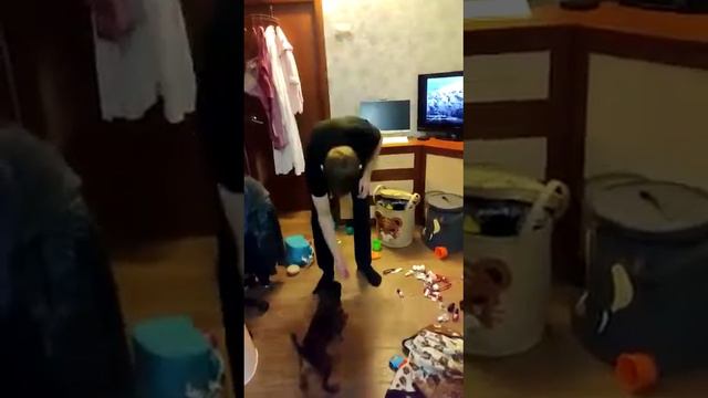 Дрессировка собаки. Пти брабансон. Грифон. Petit brabanson. смотреть онлайн