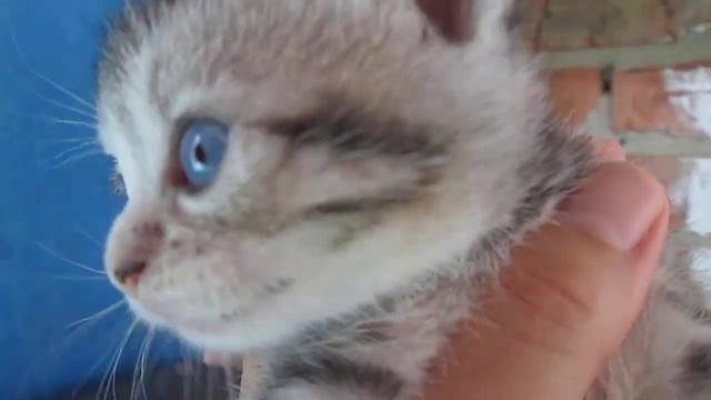 девочка бобтейл с голубыми глазами смотреть онлайн