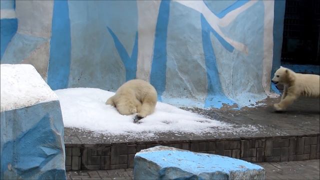Медвежата очень удивились откуда у них в вольере появился снег 14.05.19 смотреть онлайн