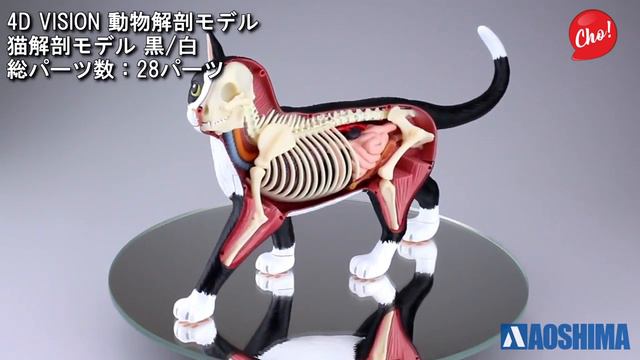 Конструктор 4D VISION "Анатомическая модель – Кошка"