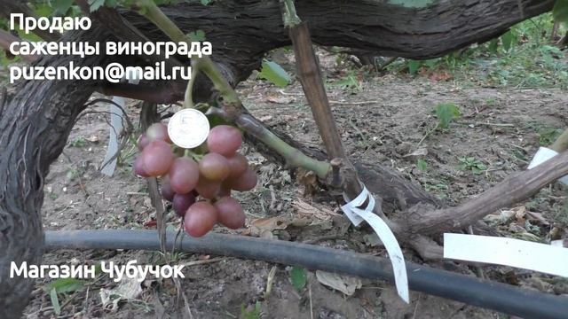 Виноград ПЕСТРЫЙ - участок Пузенко Натальи Лариасовны смотреть онлайн