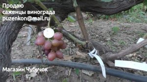 Виноград ПЕСТРЫЙ - участок Пузенко Натальи Лариасовны