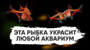 Эта рыбка украсит любой аквариум – Расбора клинопятнистая (Trigonostigma heteromorpha)