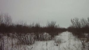 (ВСЯКОЕ БЫВАЕТ). ОХОТА НА ЗАЙЦА (декабрь) 2016.Hunting 2016 for fur-bearin.mp4