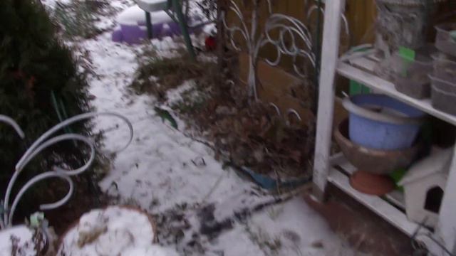 Снега нет,но вы держитесь!!!!Отправляю семена на стратификацию. смотреть онлайн