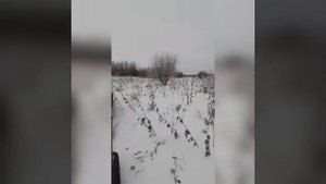 Первая рыбалка на мотобуксировщике IKUDZO после года эксплуатации.