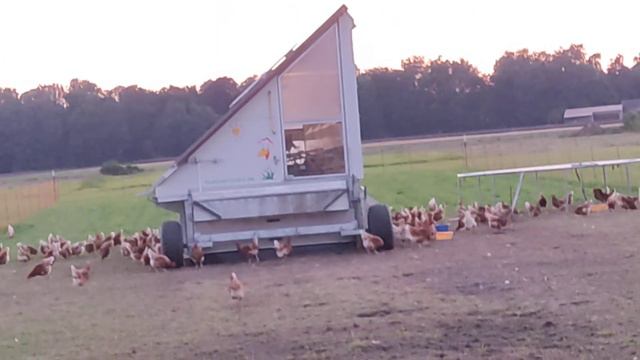 Куры смотреть онлайн