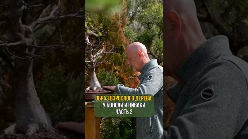 ОБРАЗ ВЗРОСЛОГО ДЕРЕВА У БОНСАЙ И НИВАКИ. Часть 2