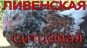 Ливенская ситцевая - есть такая порода кур.