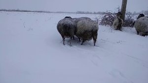 Романовским овцам мороз и снег нипочем.