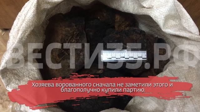 Наглый вор украл 100 кг грибов и продал своим же жертвам смотреть онлайн