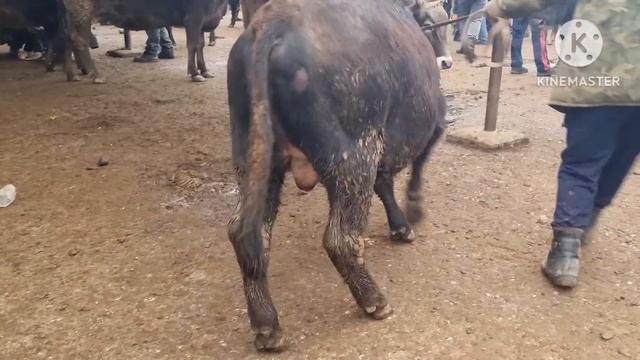 АНДИЖОН  ХУЖОБОД МОЛ БОЗОРИ БУКАЛАР ОРЗОН БУЛИБ КЕТИ БУГУН ХАРИДОР ЙУГ БУГУН БОЗОРДА