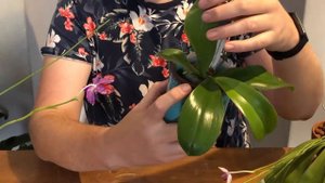Phalaenopsis bellina and other Summer Phalaenopsis | My orchid plant collection