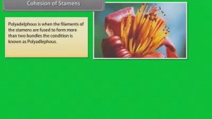 FLOWERS-MORPHOLOGY OF FLOWERING PLANTS  | CLASS-XIth | ANIMATED BIOLOGY VIDEO | NCERT #cbse #biolog