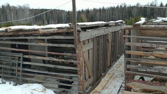 КАК ПОИТЬ УТОК ЗИМОЙ. смотреть онлайн