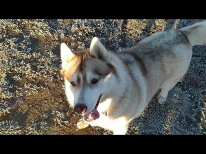 Иришка радуется первому морозу!