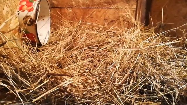 Крольча 20 дней. Калифорнийский кролик и крольчата. Вес крольчат в 20 дней. Уход за кроликами
