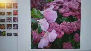 РОЗЫ и компаньоны ВОПРОСЫ  и ответы РАССУЖДЕНИЯ  и примеры