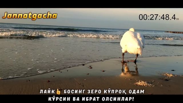 Зино қилишдан тўхтатувчи маьрузаАбдуллох домлаAbdulloh domlaIlmnuri