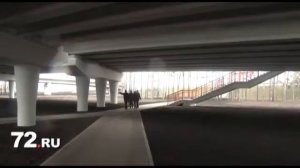 В Тюмени открыли развязку на Московском тракте