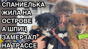 Спасение животных_ Спаниелька жила на острове а шпиц на трассе, такс вообще обитал на балконе