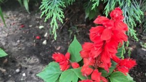 Прищипывать ли САЛЬВИЮ ? КОНЕЧНО ,ПОДУМАТЬ ? Лекарство на клумбе