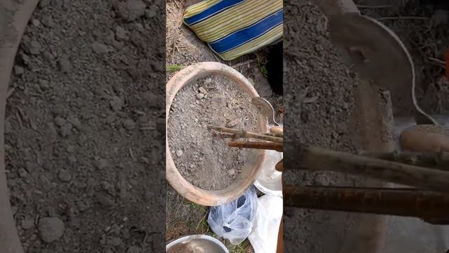 how to care rose plant for more flower?গোলাপ ফুলৰ যত্ন এনেদৰে ললে বহুত ফুল পাব। смотреть онлайн