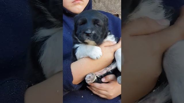 Алабай  среднеазиатскаяовчарка из питомника АЗ Марал продажа ватсап вайбер +79278137957