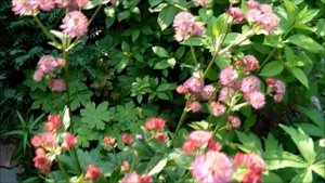 АСТРАНЦИЯ, КРАСОТА В САДУ