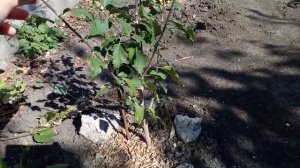 Гибискус сирийский Блю шифон и Арденс