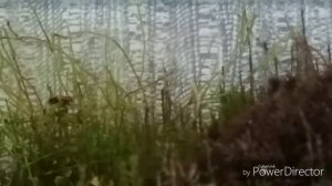 Жуки-СОЛДАТИКИ в Моём Терариуме 0_0