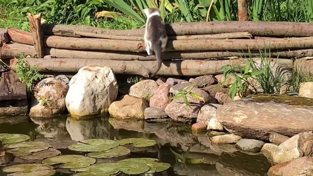 Карась в своем пруду рыба во дворе пруд смотреть онлайн