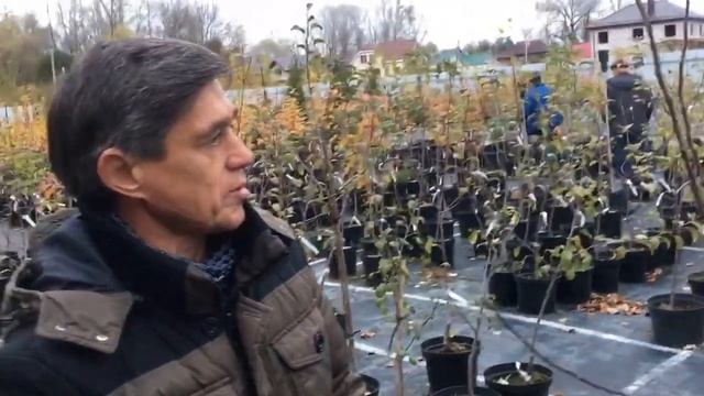 Плодовые Крупномеры