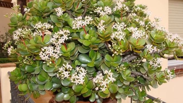 Денежное дерево: как сажать и когда? смотреть онлайн