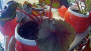 Бегонии зарубежной коллекции и диметрис, спустя 4 месяца