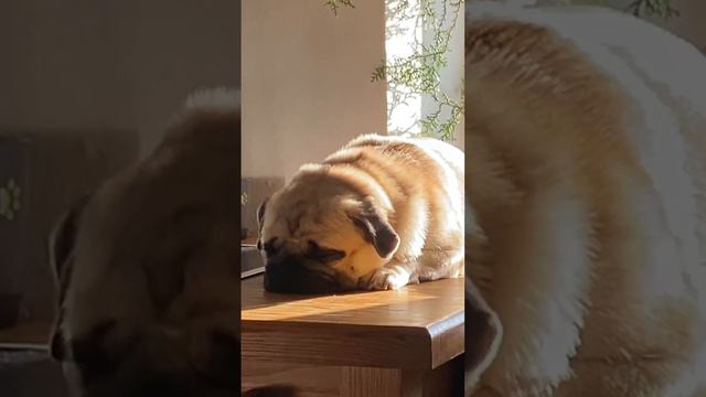 Мопс ГуфФи , это кошка ?! Сон у плиты . Pug Goofy, is that a cat?!  Sleep at the stove.