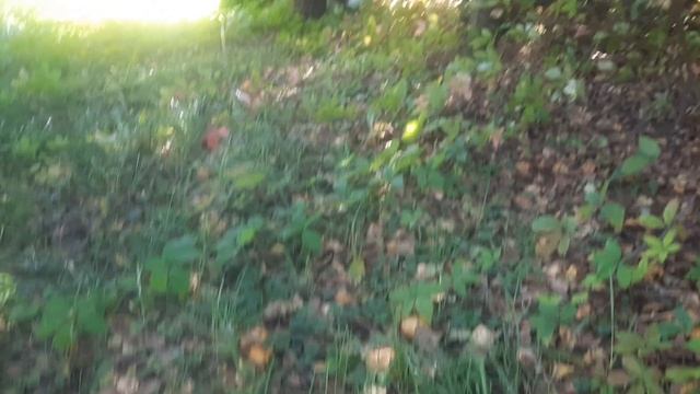 Собираю маслята на своем участке смотреть онлайн