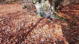 Знаки в лесу, вид с обрыва.(Бавария, Германия. )Прогулка в лесу.Жизнь в Германии .