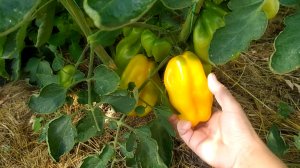 обзор томата. сорт драпированный