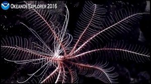 NOAA Ship Okeanos Explorer Live Video 2016 Part 3