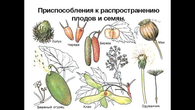 § 12 Плод. Разнообразие и значение плодов
